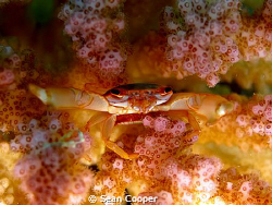 Coral crab by Sean Cooper 